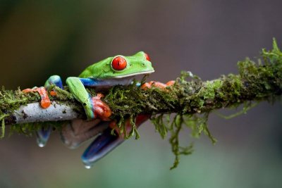 AA-Open-Red-Eyed-Tree-Frog.jpg