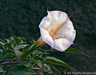 Desert Trumpet Flower