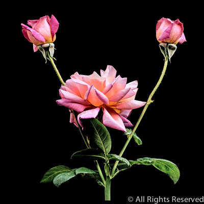 Euclid's Roses
