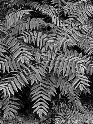 Sumac