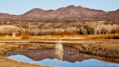 Bosque del Apache, NM