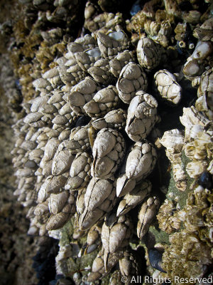 Gooseneck Barnacle Bouquet, Oregon Coast