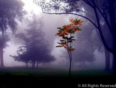 Foggy Fall