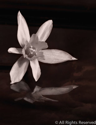Floating Daffodil