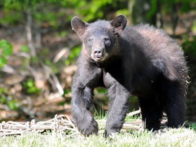 Black Bear