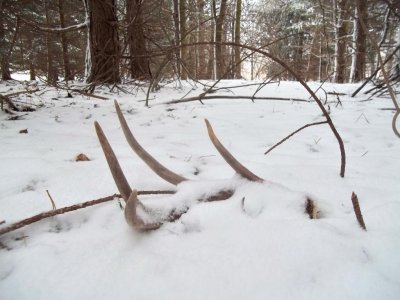 NY Shed Antlers/ATL's