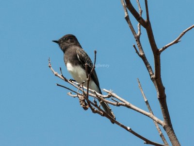 Flycatchers & Phoebes