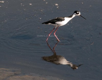 Black-necked_Stilt_DSC_5759.jpg