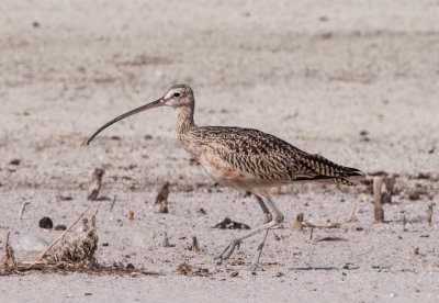 Long-billed_Curlew_DSC_7410.jpg