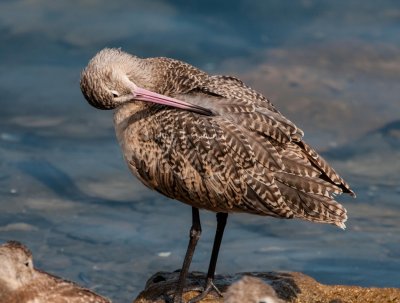 Marbled_Godwit_DSC_7665.jpg