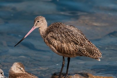 Marbled_Godwit_DSC_7687.jpg