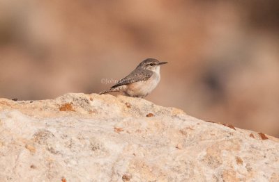 Miscellaneous bird captures