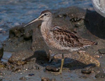 Short-billed_Dowitcher_DSC_7708.jpg