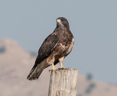 Hawks