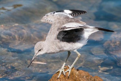 Wading Birds