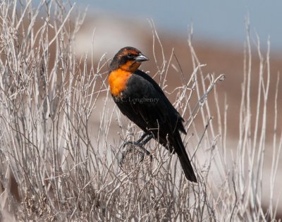 Blackbirds