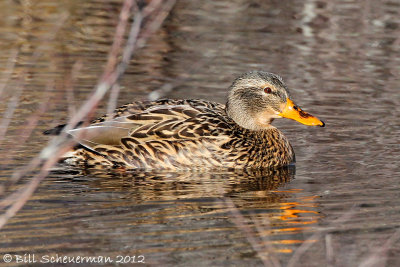 Mallard ♀