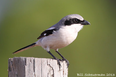 Loggerhead Shrike