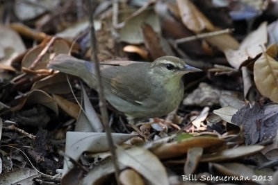 Swainsons Warbler