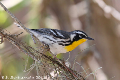 Yellow-throated Warbler