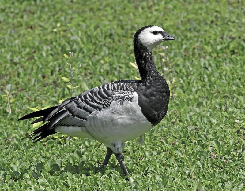 Oca facciabianca: branta leucopsis. En.: Barnacle Goose