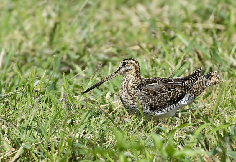 Beccaccino: Gallinago gallinago. En.: Common Snipe