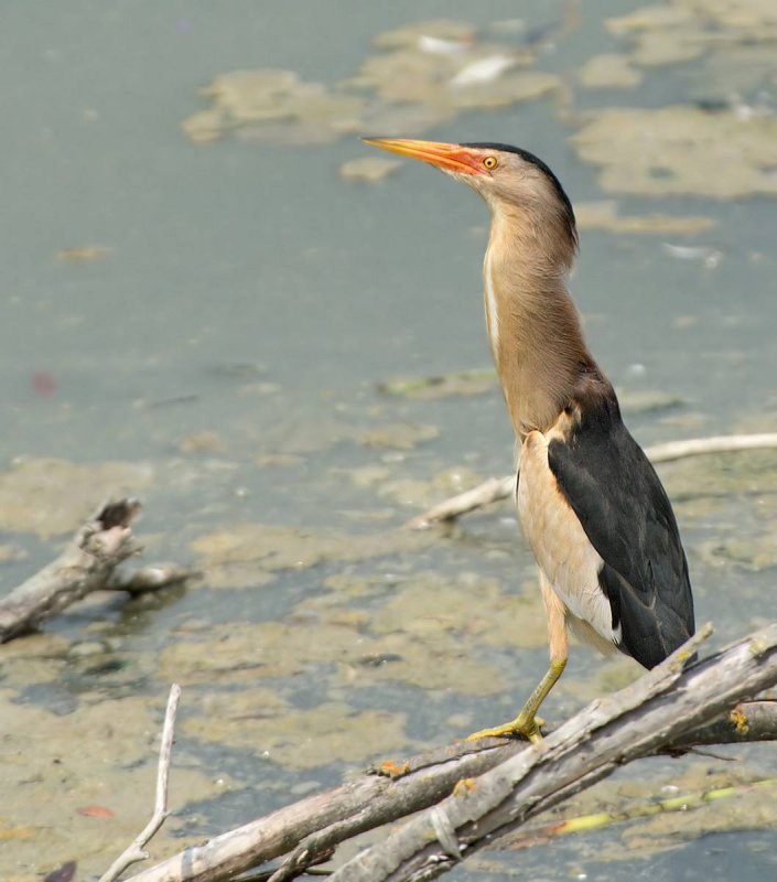 Tarabusino: Ixobrychus minutus. En. : Little Bittern