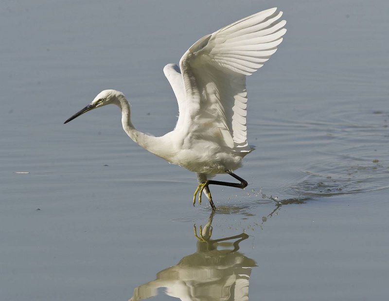 Garzetta: Egretta garzetta. En.: Little Egret