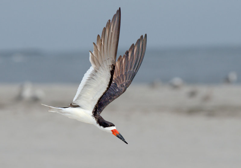 Becco a cesoie americano: Rynchops niger. En.: Black Skimmer