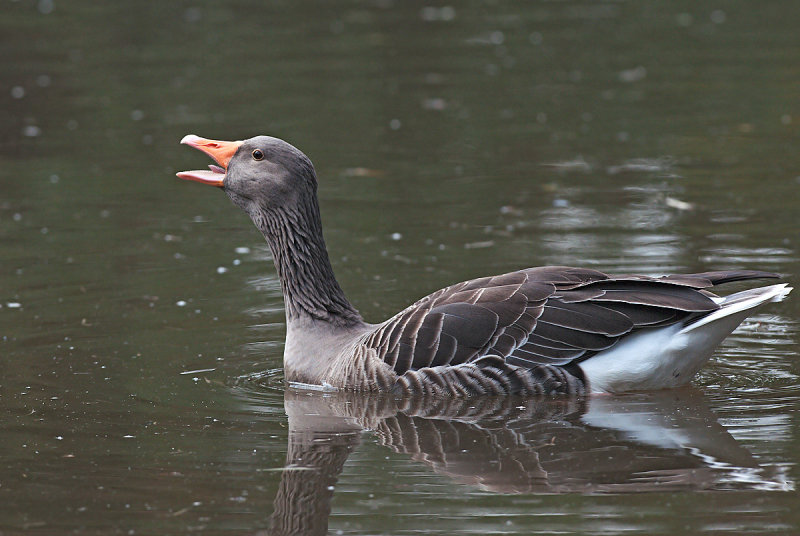 Oca selvatica: Anser anser. En.: Greyleg Goose