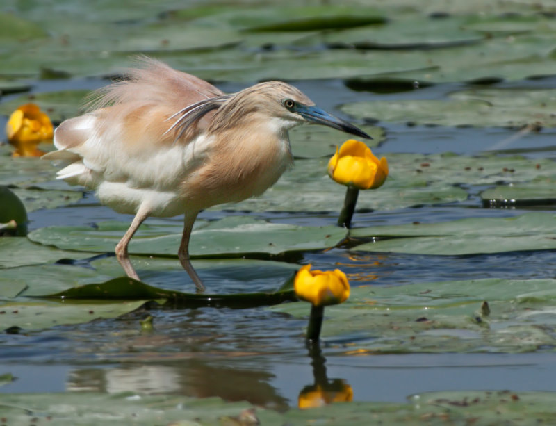 Sgarza ciuffetto: Ardeola ralloides. En.: Squacco Heron