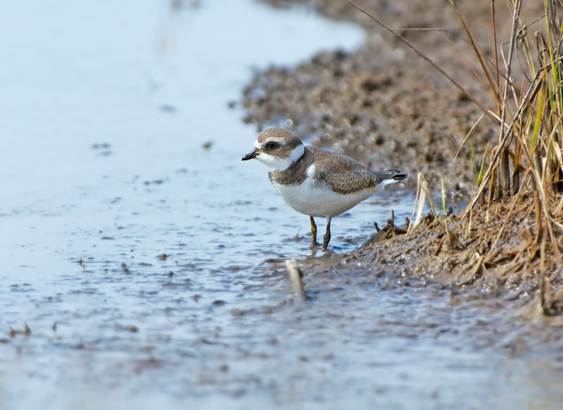 Corriere semipalmato: Charadrius semipalmatus. En.: Semipalmated Plover