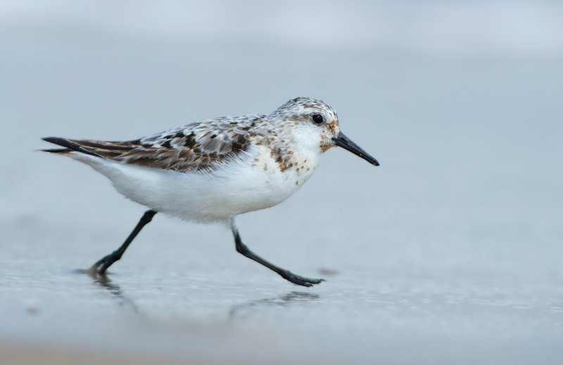 Piovanello tridattilo: Calidris alba. En.: Sanderling