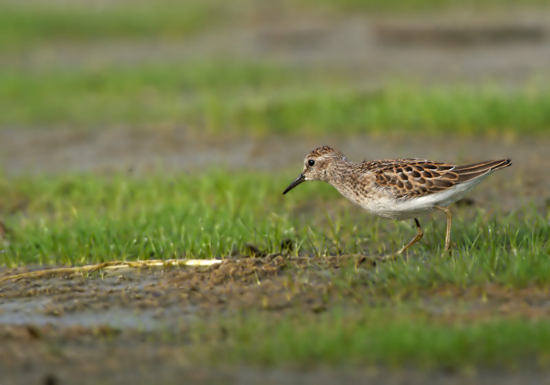 Piro-piro americano: Caladrius minutilla. En.: Least Sandpiper