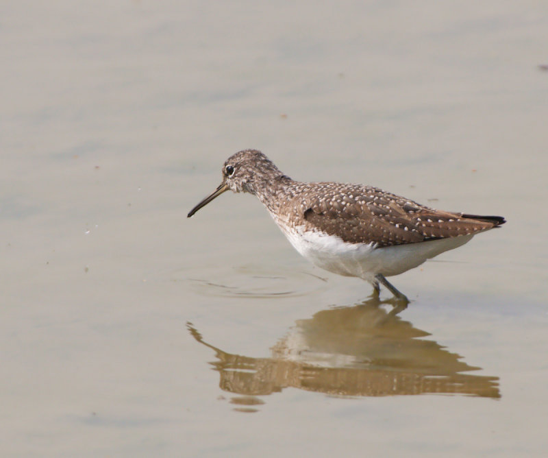 Piro-piro culbianco: Tringa ochropus. En.: Green Sandpiper