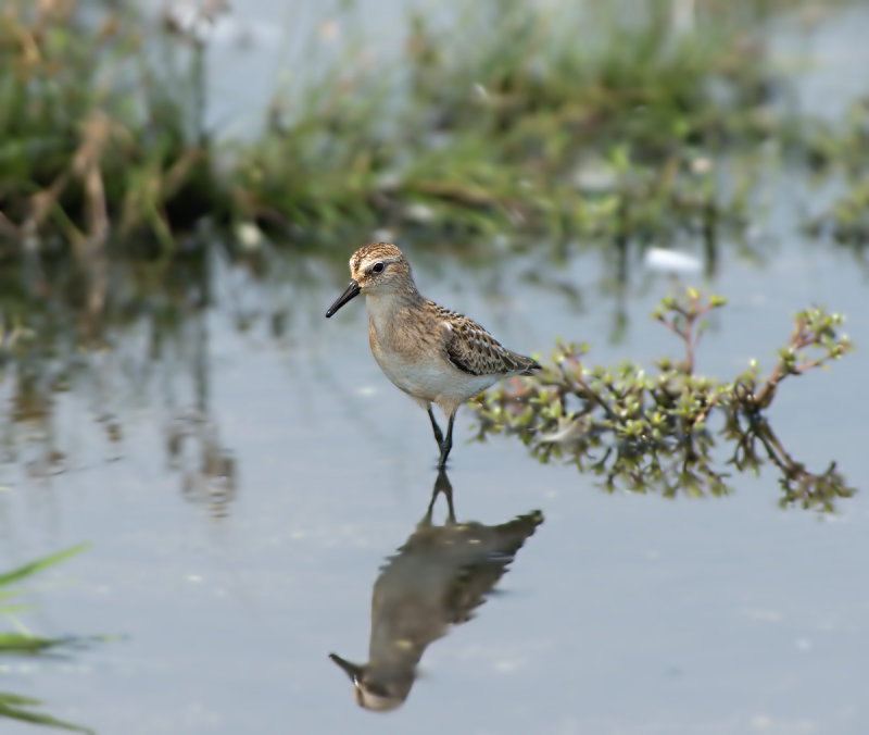 Piro-piro semipalmato: Calidris pusilla. En.: Semipalmated Sandpiper