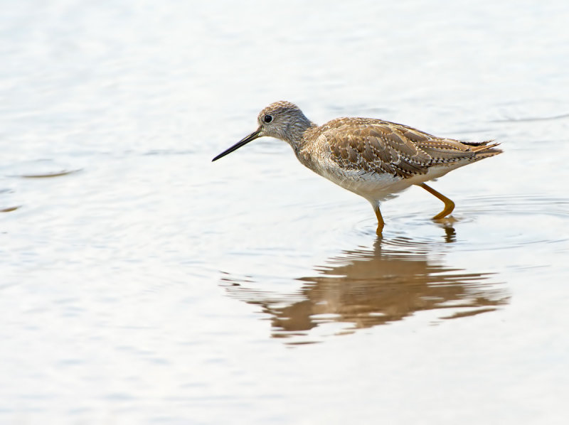 Totano zampegialle: Tringa melanoleuca. En.: Greater Yellowlegs