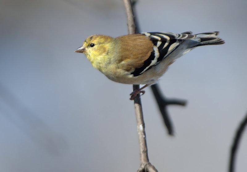 Lucherino americano: Carduelis tristis. En.: American Goldfinch