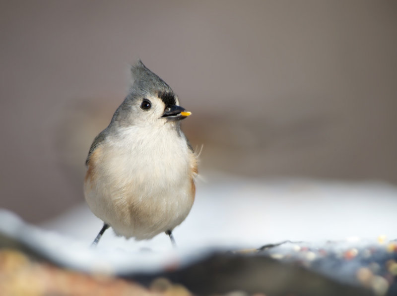 Cincetta bicolore: Baeolophus bicolor. En.: Tufted Titmouse