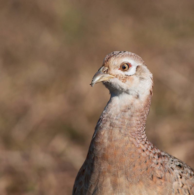 Fagiano: Phasianus colchicus. En.: Pheasant