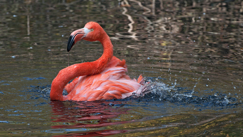 Fenicottero: Phoenicopterus ruber. En.: Greater Flamingo