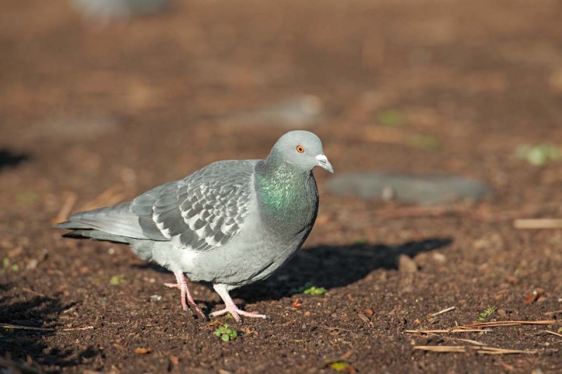 Piccione selvatico: Columba livia. En.: Rock Dove