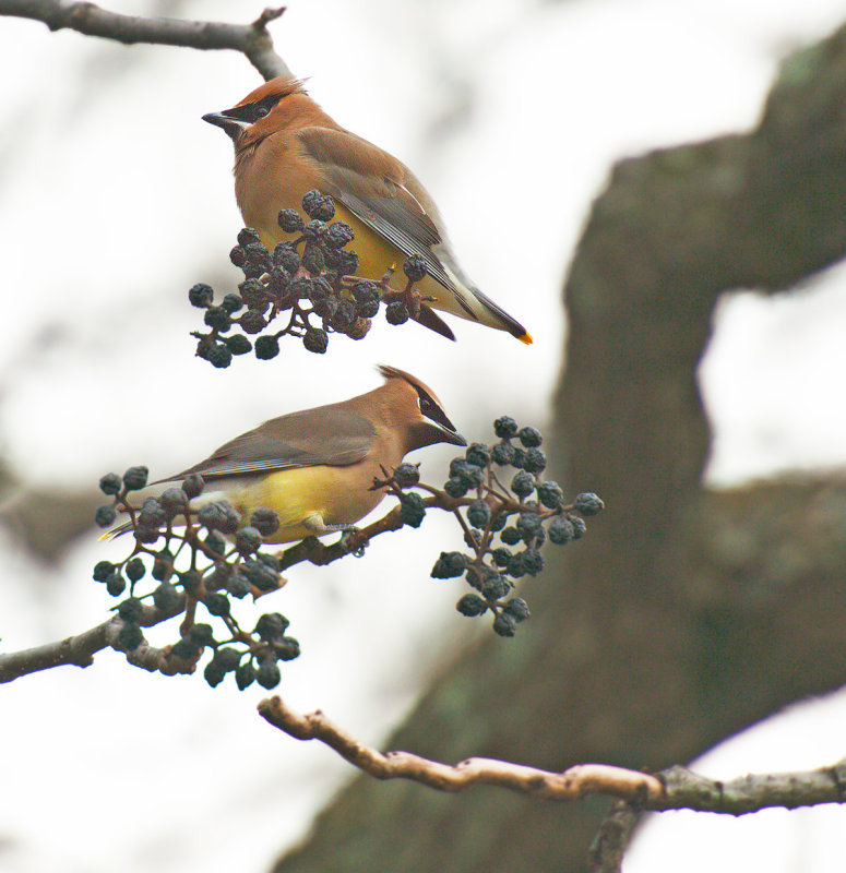 Beccofrusone dei cedri: Bombicilla cedrorum. En.: Cedar Waxwing