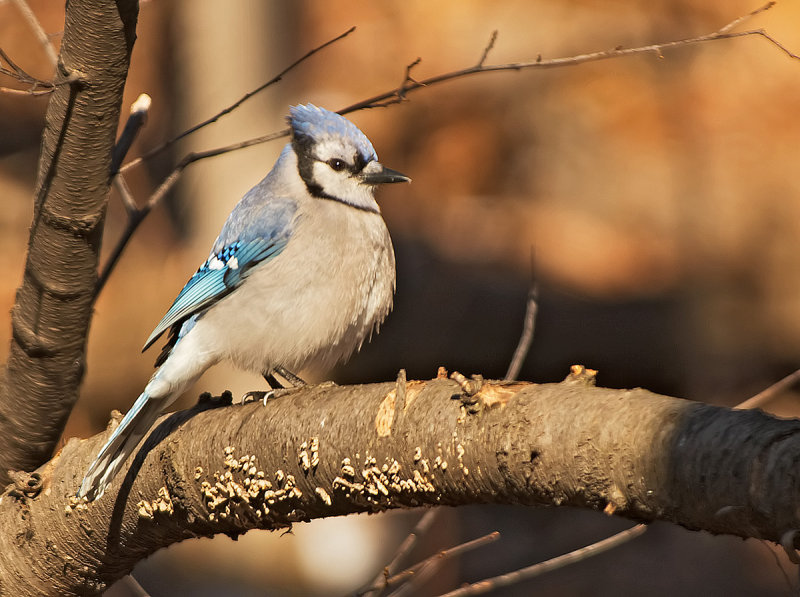 Ghiandaia azzurra americana: Cyanocitta cristata. En: Blue Jay