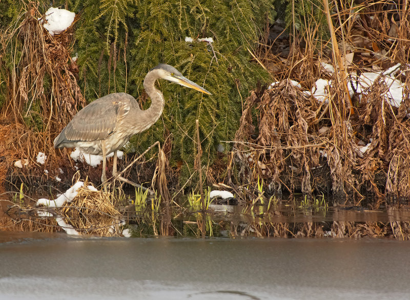 Airone azzurro maggiore: Ardea herodias. En.: Great Blue Heron