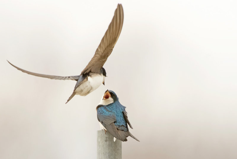 Rondine arboricola tricolore: Tachycineta bicolor. En.: Tree Swallow