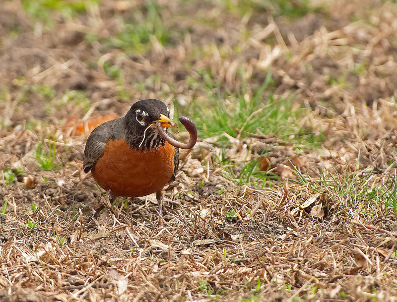 Merlo americano: Turdus migratorius. En.: American Robin