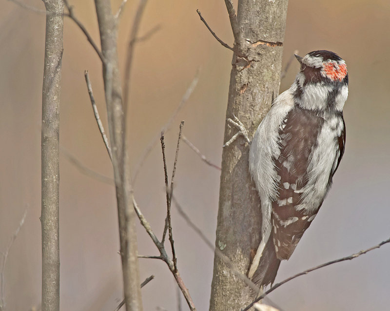 Picchio vellutato: Picoides pubescens. En.: Downy Woodpecker -M-