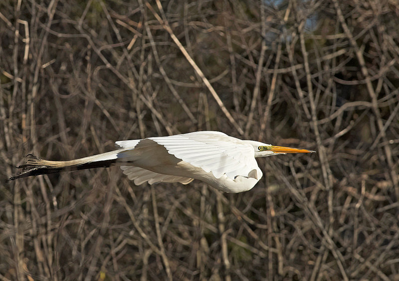 Airone bianco maggiore: Ardea alba. En.: Western Great Egret