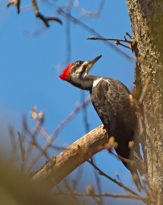 Picchio pileato: Dryocopus pileatus. En.: Pileated Woodpecker